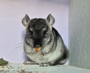 Chinchilla Baby Weibchen 
