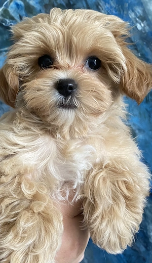 Traumhaft schöne Maltipoo Welpen 
