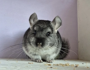 Chinchilla Baby Böckchen 