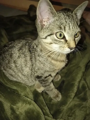    Süßes Katzenmädchen sucht ein liebevolles Zuhause   