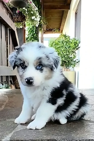 Hübsche Australian Shepherd Welpen