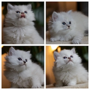 Wunderschöne BLH-kitten ab sofort abgabebereit