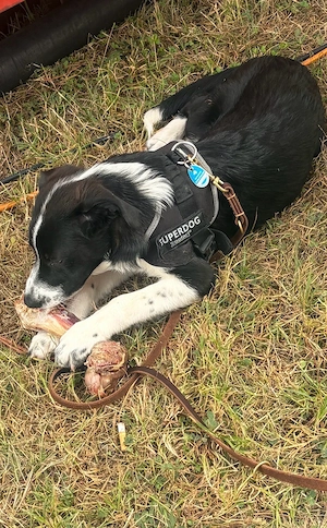 border collie