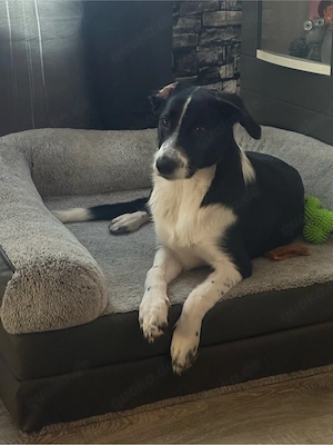 Reinrassiger Border Collie