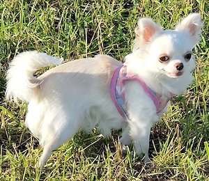 Reinrassige Minni Chihuahua laghaarig Weiblich 1. jahr alt mit viel Zubehör 1450Festpreise