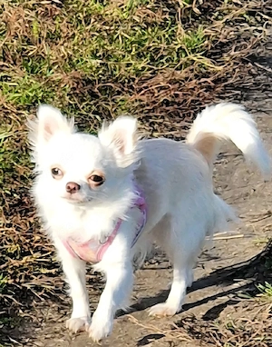 Reinrassige Minni Chihuahua laghaarig Weiblich 1. jahr alt mit Zubehör :1450  Festpreis keine Verhan