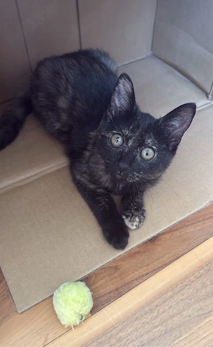 5 monatige katze abzugeben