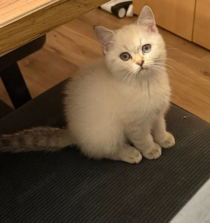 BKH und BLH Kitten 