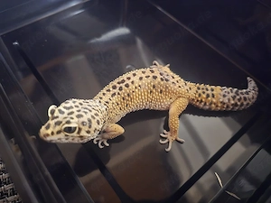 0,2 Leopardgecko