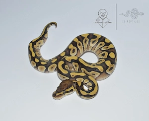 1.0 Mojave 100% DH Hypo Clown 