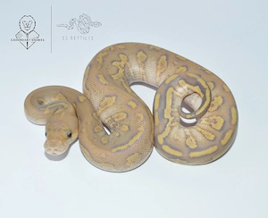 0.1 Stranger Cinnamon Hypo Clown 