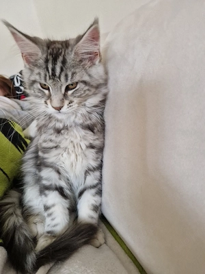 reinrassiger Main Coon Baby Kater 