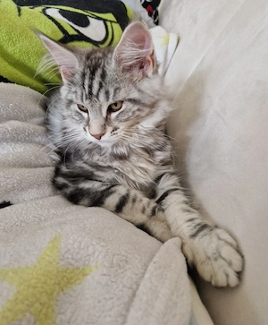 Reinrassiger Main Coon Tabby Babykater 