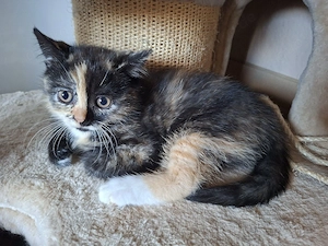 bkh kitten katze 