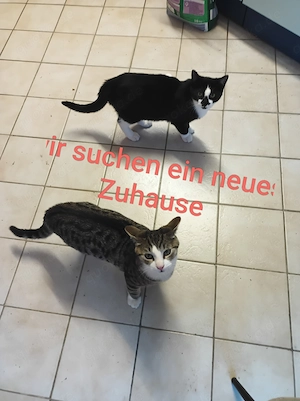 Zwei Brüder 5 Monate alt 