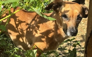 Schüchterne kleine Windy sucht geduldiges Zuhause