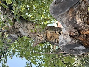 Kater sammy 5 Monate