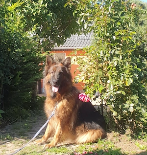 Zwei deutsche Schäferhund Hündinnen 