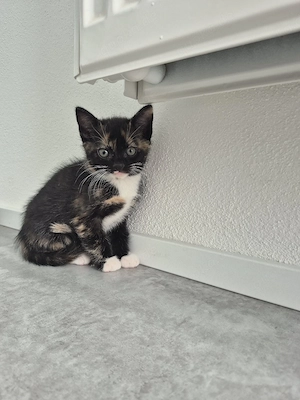 katzenbaby weiblich 
