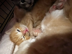 Norwegische Waldkatzen Kitten 