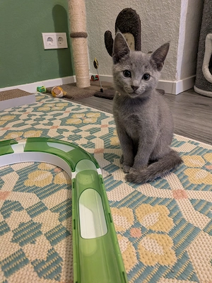 Russisch Blau Kitten mit Stammbaum suchen ihre Familie 