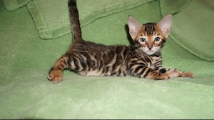 Reinrassige Bengal Kitten mit Stammbaum ab November 