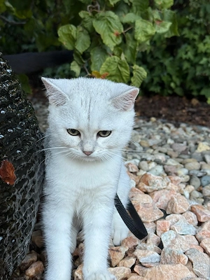 Kater Aris sucht Zuhause 