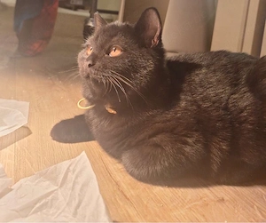 Süßer BKH Kater sucht liebesvolles Zuhause