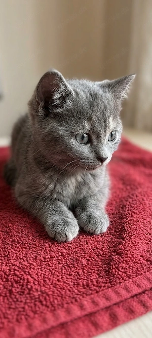 zuckersüße Kitten 