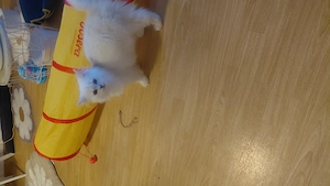 Angora  kater  mit großen blauen augen