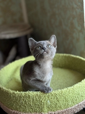 Burma Kitten mit Stammbaum