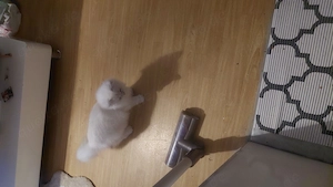 Angora kater  mit schönen blauen Augen 