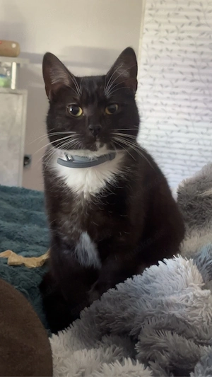 hans und flauschi suchen ein neues zuhause 