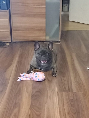 Französische Bulldogge leider abzugeben 