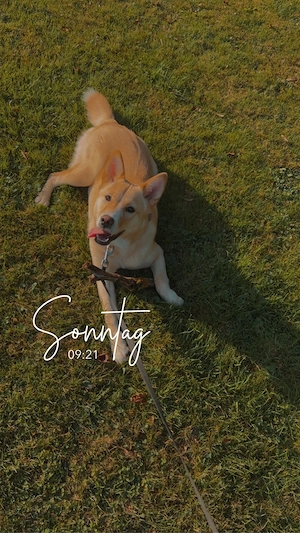 zoey sucht ein neues Zuhause