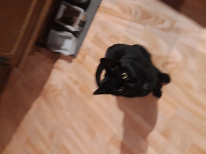 Luna Perser Mix  4 Jahre alt sucht liebevolles Zuhause 