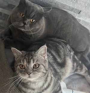 BKH kitten reinrassig Abgabebereit nur noch 2 schwarze Kater 