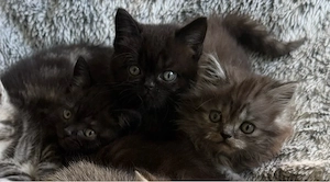 BKH kitten reinrassig Abgabebereit nur noch 2 schwarze Kater 