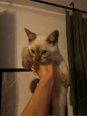 Siam Kitten ! ab sofort!