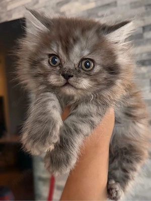 BKH kitten reinrassig Abgabebereit 