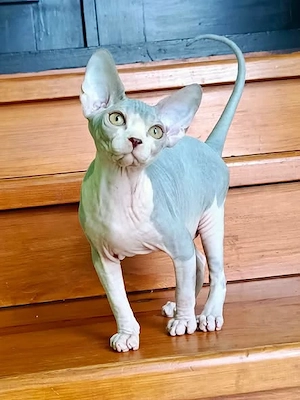 Kanadische Sphynx für Züchter
