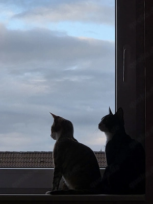 Zwei weibliche Kitten