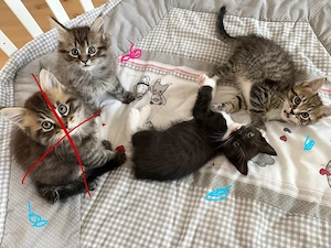 noch 3 super seltenen xxl maine coon Japanese bobtail mix babys dürfen ausziehen