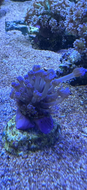Goniopora blau Meerwasser Koralle