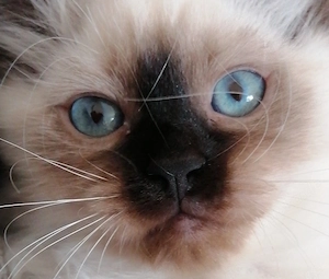 Bildschöner Ragdoll Birma Neva Mix Kitten, selten Chimäre Seal Tortie Lynx Mädel, Blaue Augen