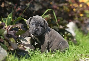 welpe cane corso
