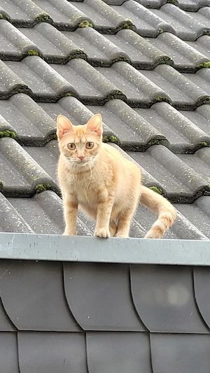 2 weibliche Teenager Katzen ca 1 Jahr jung