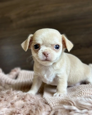 Ein entzückender Chihuahua-Welpe 