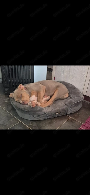 American bully xl Welpe 