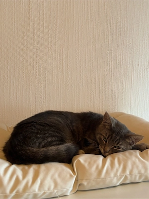 6 monates altes männliches Kitten